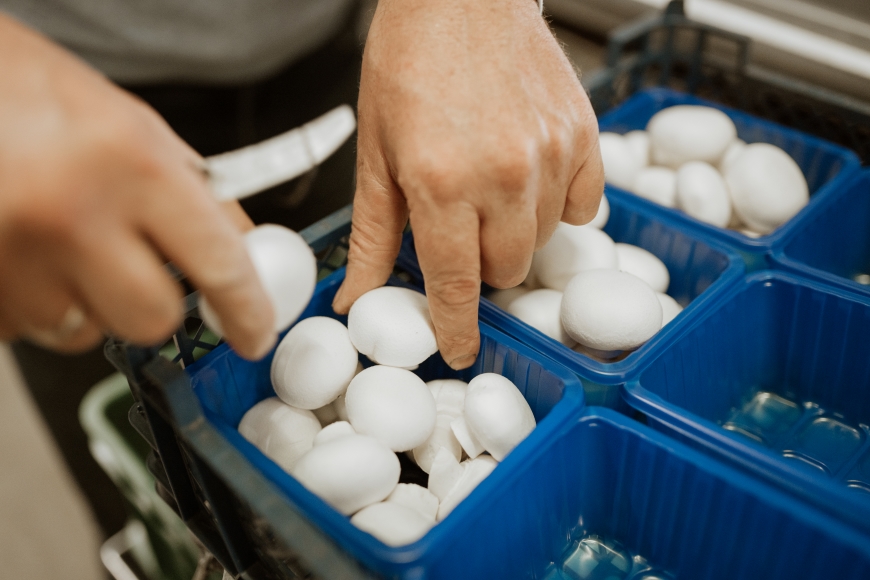 Hand geplukte champignons